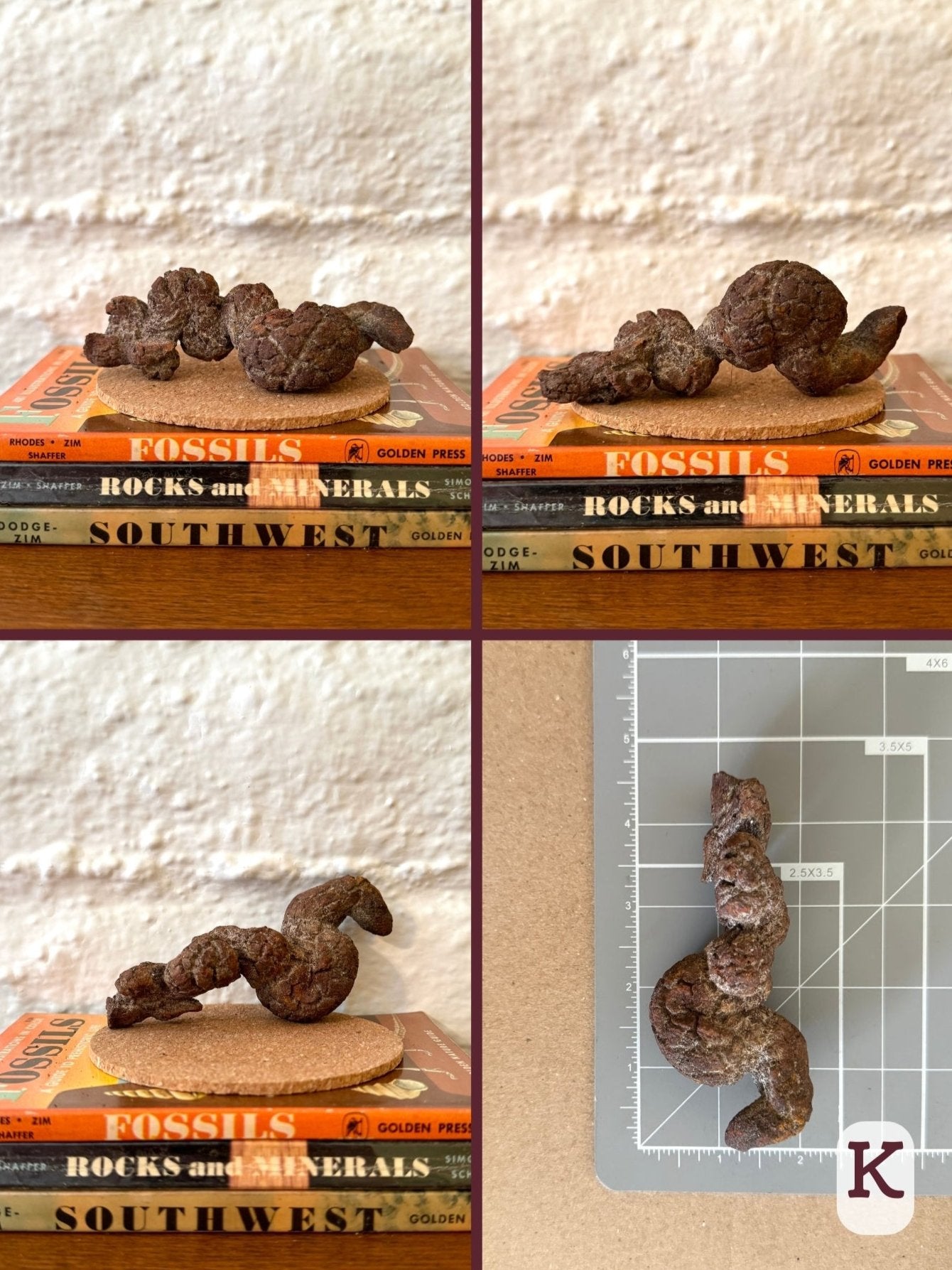 Option K, four views of a well-formed coprolite shaped like the letter S with a twisting knobby tail. It is brown color. The final image shows the piece on a measuring mat, measuring about four and a half inches long.