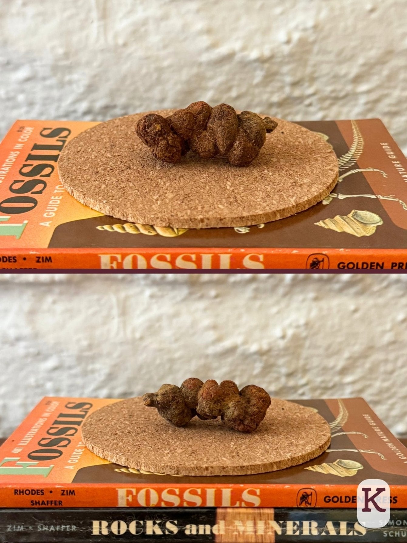 Option K, two views of a short, fat coprolite, well-formed knobby kinked pattern with pointed end. Darker orange-brown color.