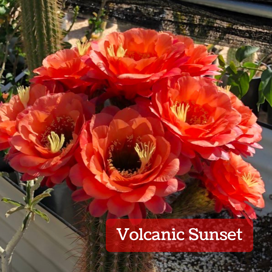 Captioned "Volcanic Sunset," several large peachy orange flowers on the crown of a cactus. The petals are compact and rounded, with more vibrant orange in the center and more desaturated red at the edges. It has pale yellow anthers and large stigma.