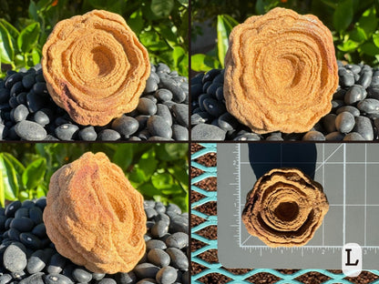 Option L, four views of a squarish round stromatolite with a bumpy back, well-defined concentric rings. Yellow-brown color with a patch of redder color. Picture four is the piece measuring just under two inches on a measuring mat