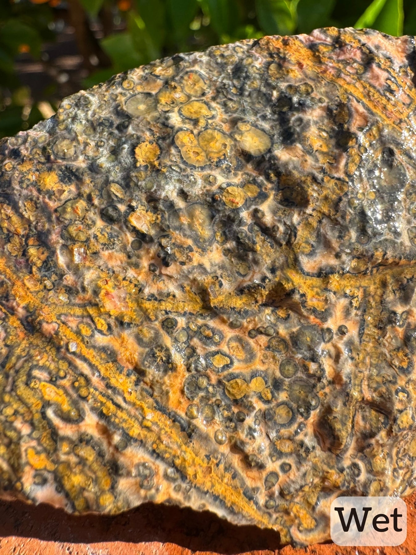 Captioned "wet," detail of the orbicular pattern and veining composed of spherulites. The radial pattern is apparent in both orbicular pattern and veins; a line runs up the center of veins with pattern radiating out.