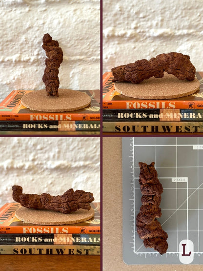 Option L, four views of a long lumpy and striated coprolite, with a curled end. It is red-brown in color. The final image shows the piece on a measuring mat, measuring almost four inches