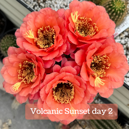 Captioned "Volcanic Sunset day 2," the flowers have faded to a light peachy tone.