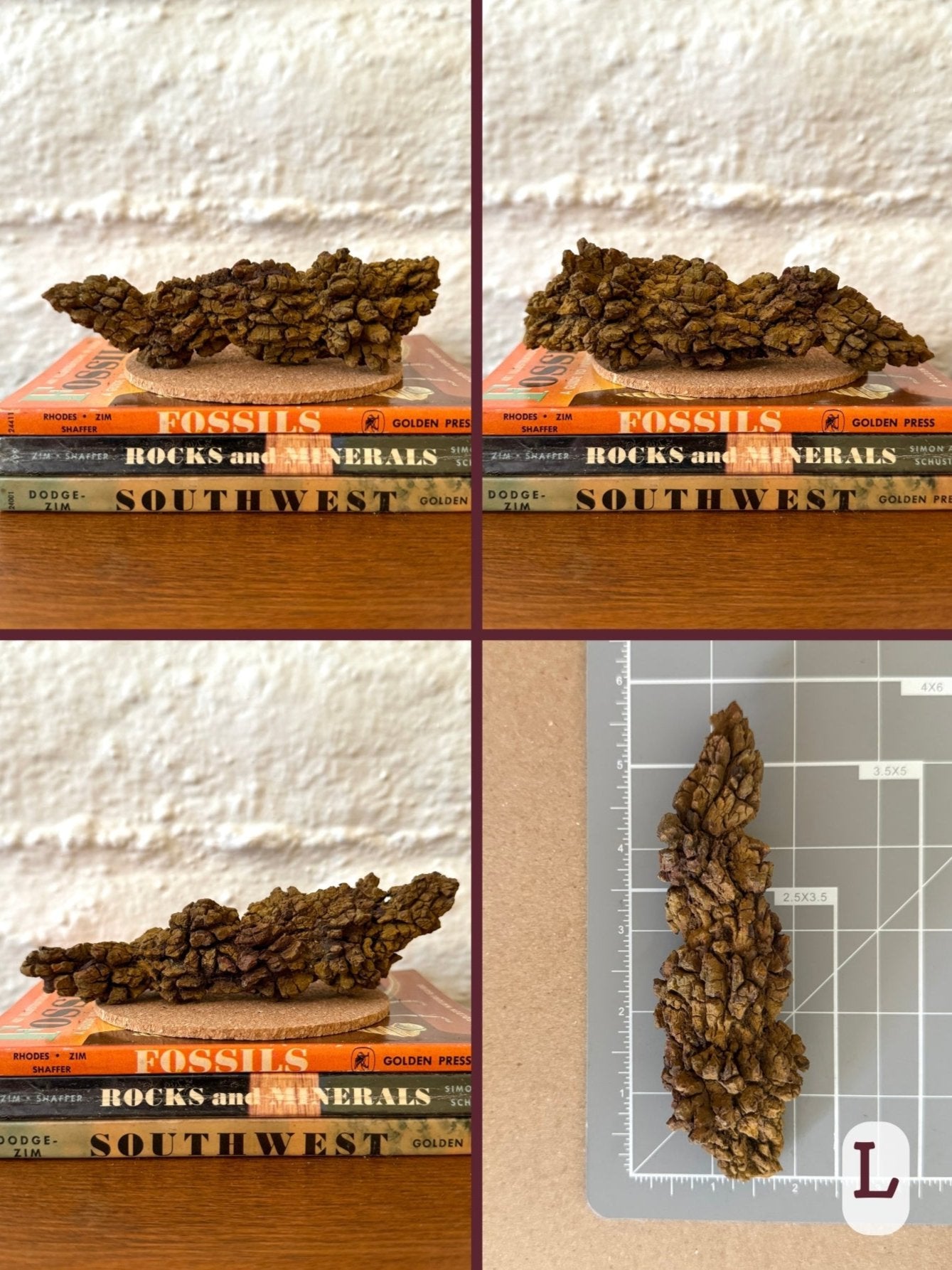 Option L, four views of a thick yellow-brown coprolite with a with a wiggly-sausage shape ending with a point. The final image shows the piece on a measuring mat, measuring about five and a half inches long.