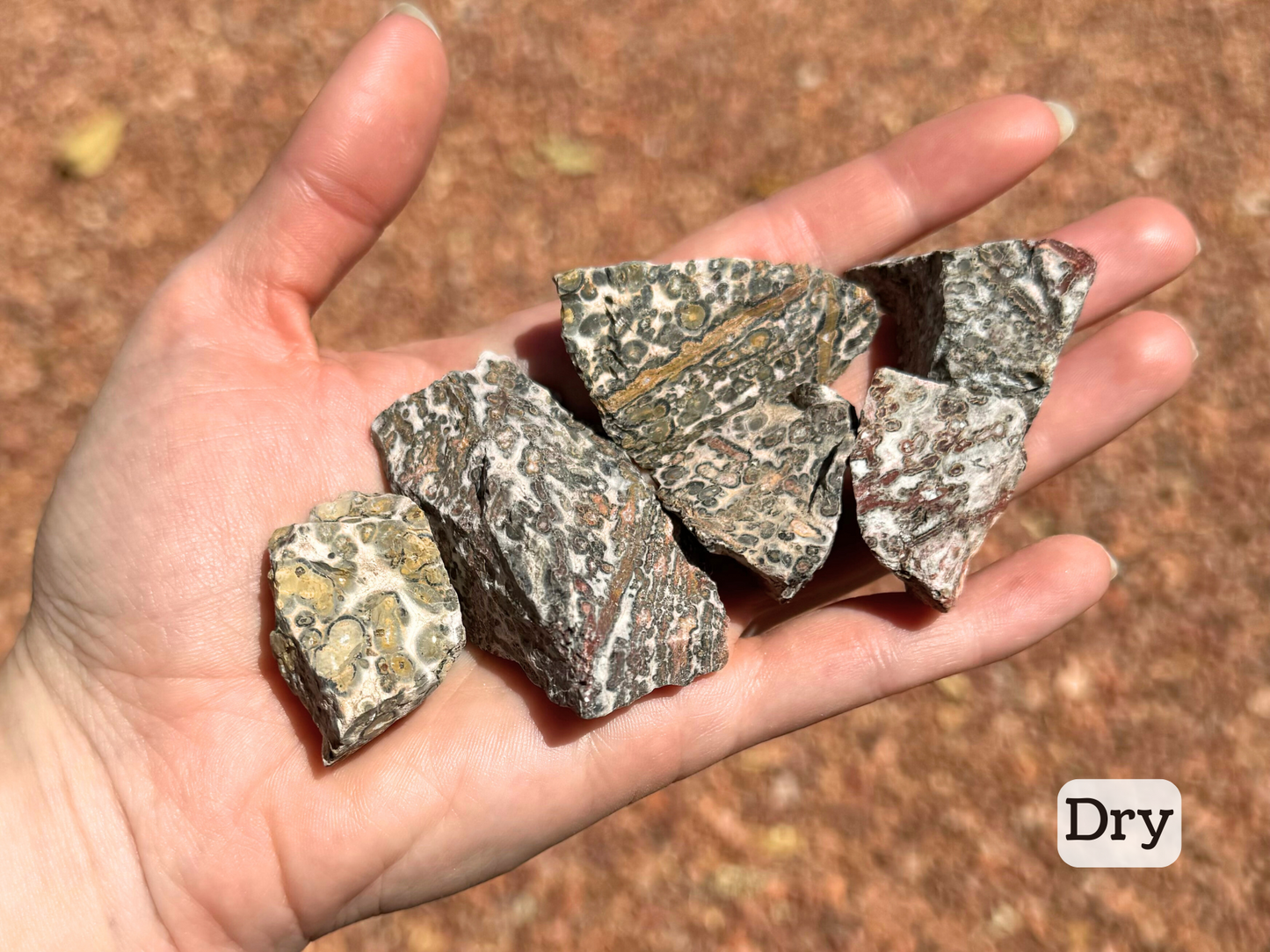 Several pieces of leopardskin jasper in a hand, labeled "Dry"