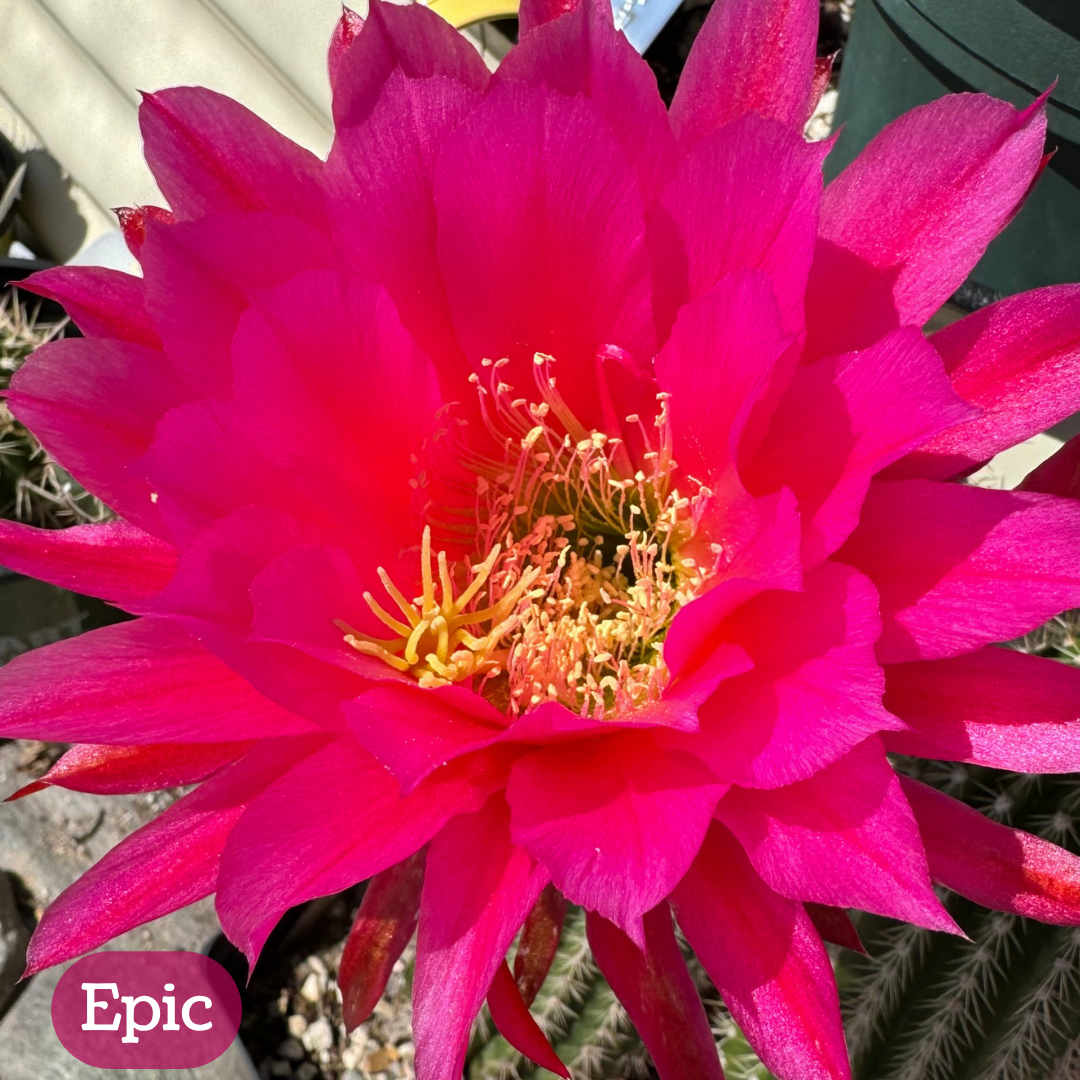 Epic torch cactus bloom, with layers of hot pink petals, the inner petals wide and pointed, the outer petals slender. The pistil and stamen filaments are butter yellow. 