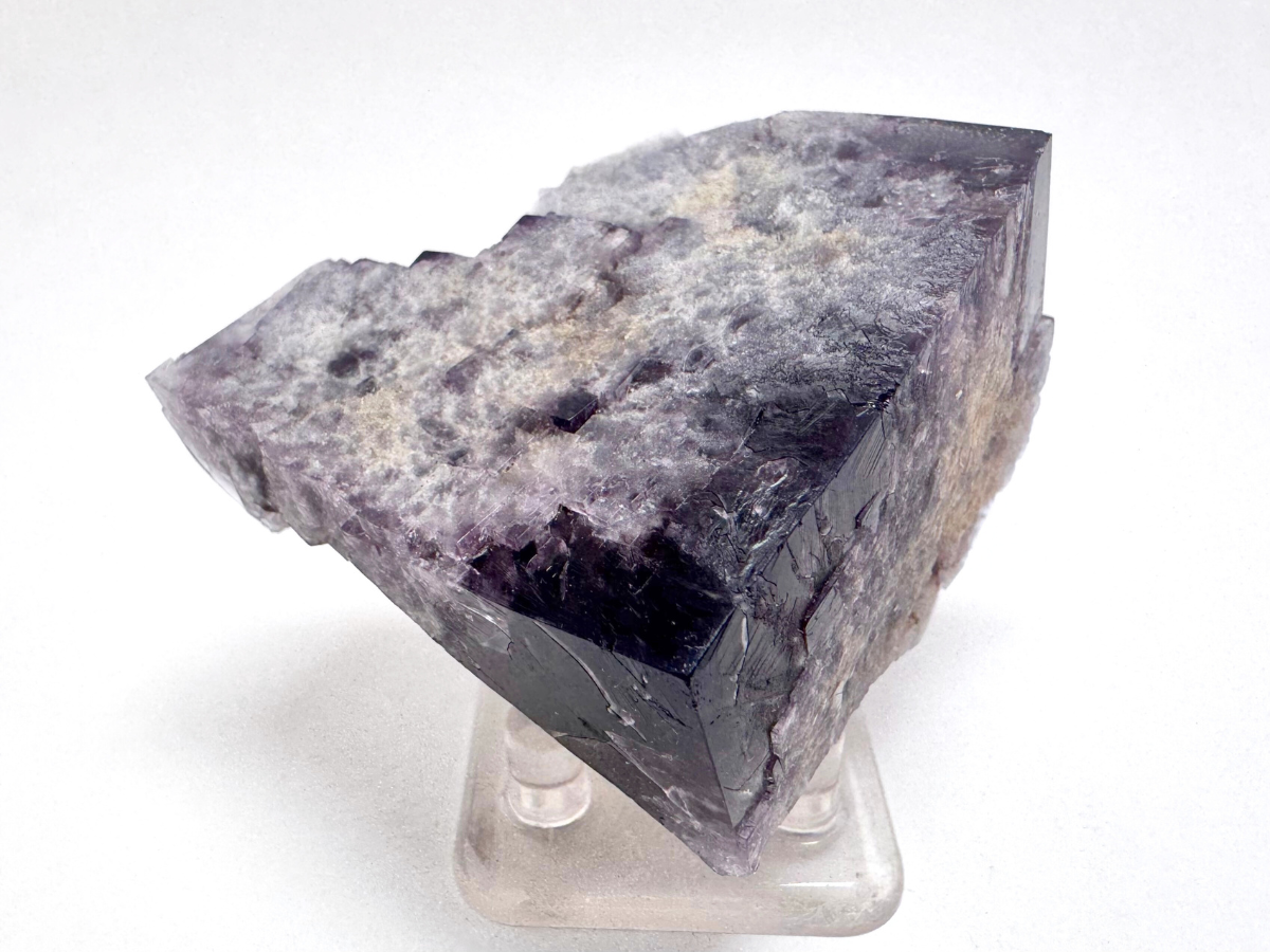 One of two lighting images, showing the specimen in bright white lighting. The coloration is inky dark with a slight purple tint.