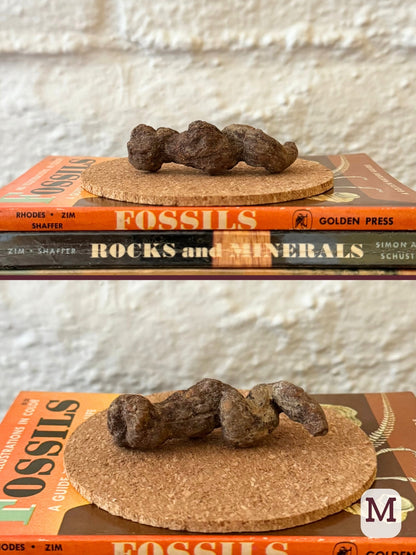 Option M, two views of a long wiggly brown coprolite with a pointed end