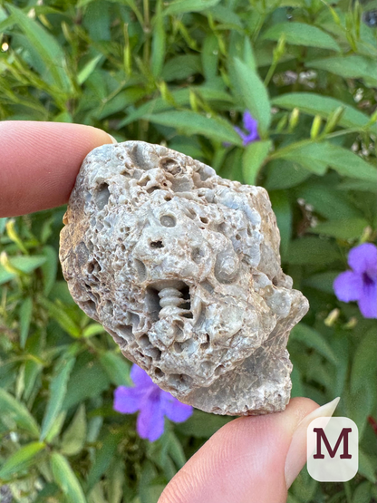 Option M, a light gray rock filled with crinoid fossils