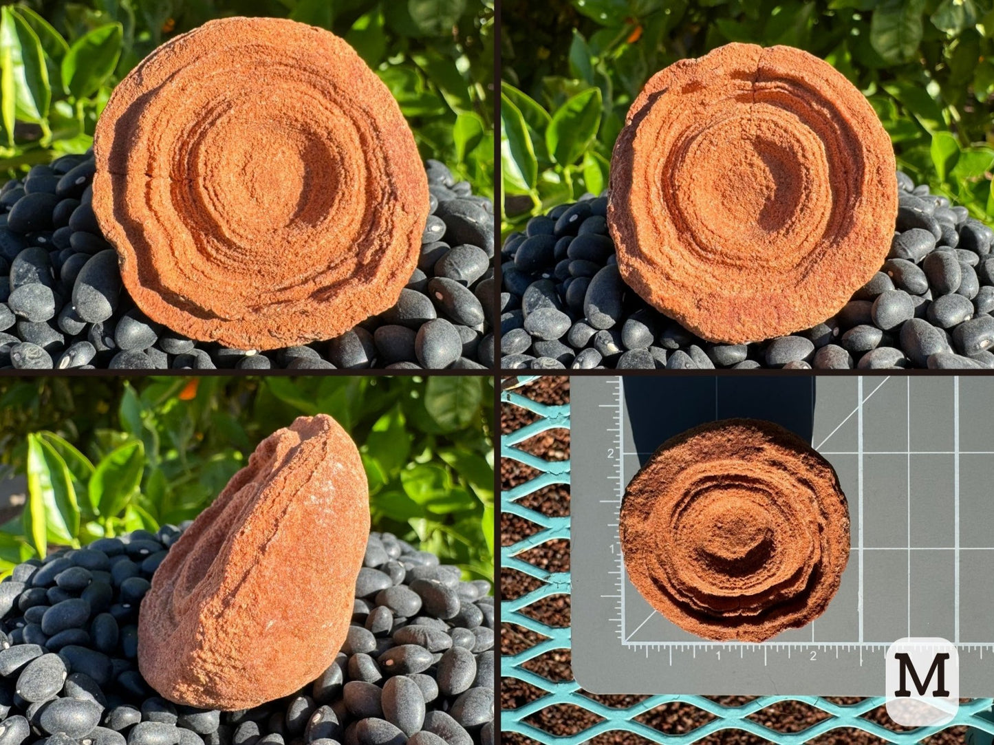 Option M, four views of a flat wide circular pseudo-stromatolite with good concentric rings and a raised ring in the center. Deep red sandstone color.  Picture four is the piece measuring about two and a quarter inches on a measuring mat