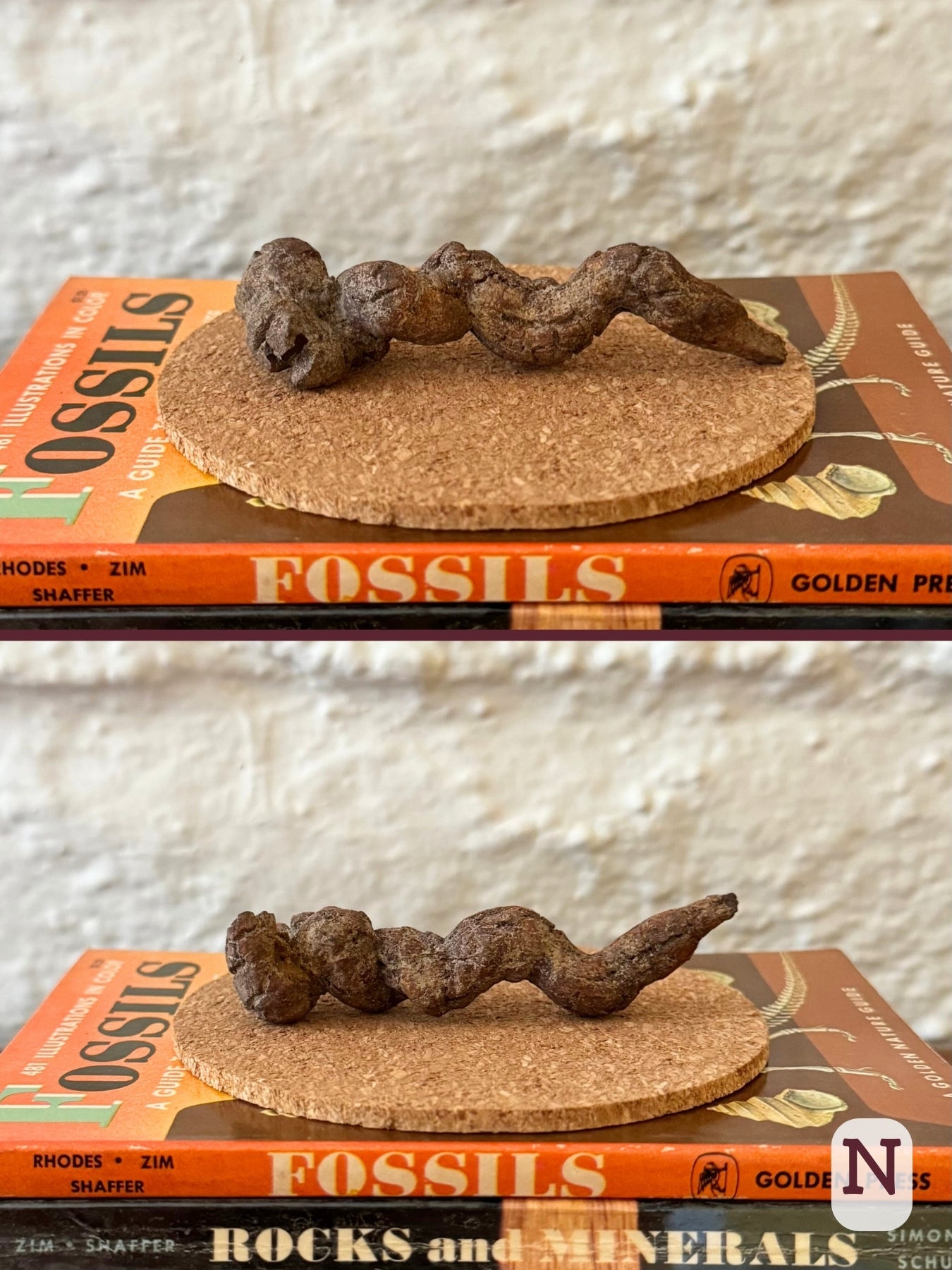 Option N, two views of a long well-formed wriggly coprolite, with dark brown color