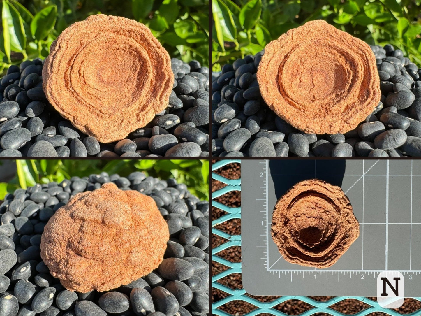 Option N, four views of a slightly oval pseudo-stromatolite with poorly defined concentric rings in the middle, bumpy back. Light reddish yellow sandstone color. Picture four is the piece measuring just under two inches on a measuring mat