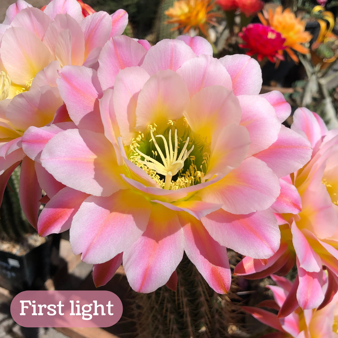 First light torch cactus bloom, large light-colored blooms with layered round petals. Inner petals are near-white with yellow bases and a faint pink line down the center. The pink grows deeper on the subsequent layers of petals, becoming a deep pink stripe on the exterior layer. The pistil and stamen filaments are light yellow with a light green center, so the flower has a light gradient of green, yellow, white, and pink. This one is very lovely!