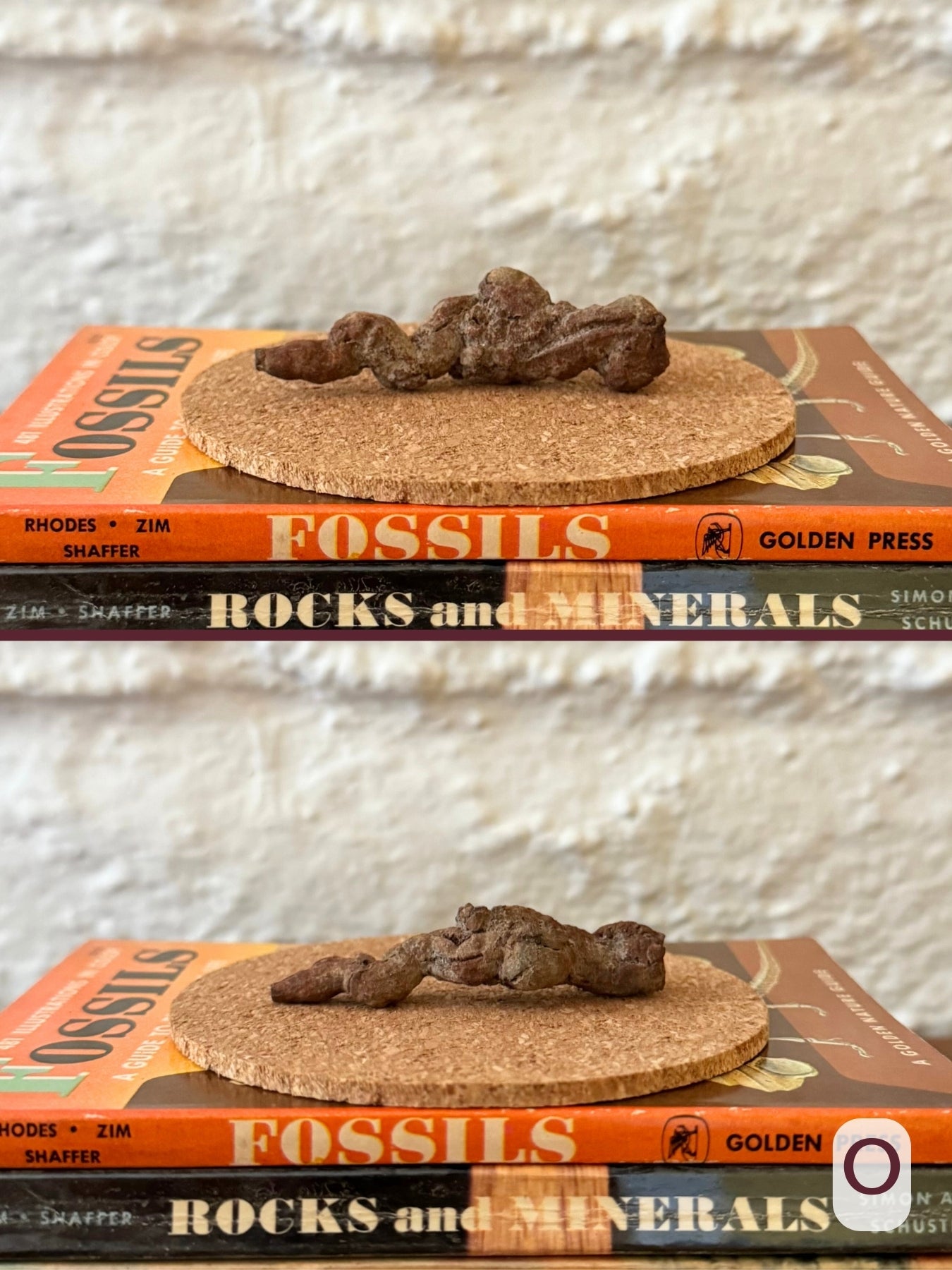 Option O, two views of a long red-brown coprolite with tight curls, long pointed end