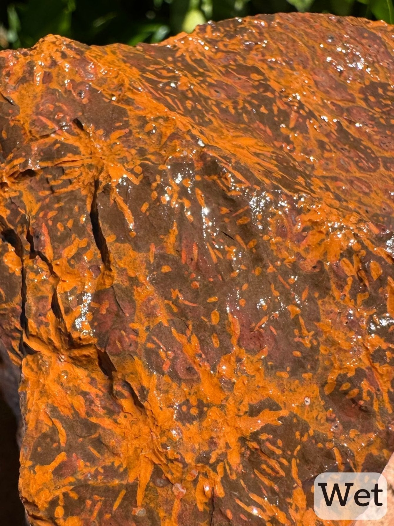 Captioned "wet," detail view of the same side as the previous image while wet. There are orange starbursts on a dark brown background, with red-brown spots around them