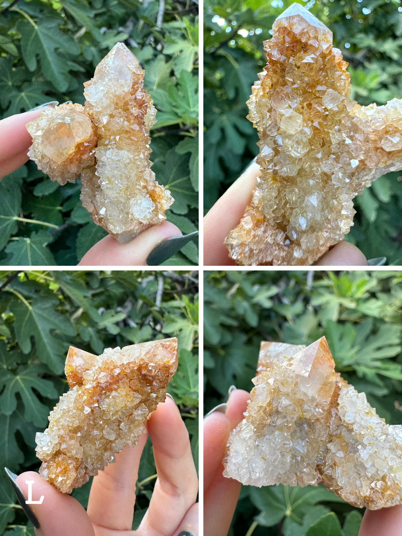 Option L, four images of a pair of cactus quartz points attached at right angle. The quartz is white with yellow-brown staining. It has chunky large druzy.