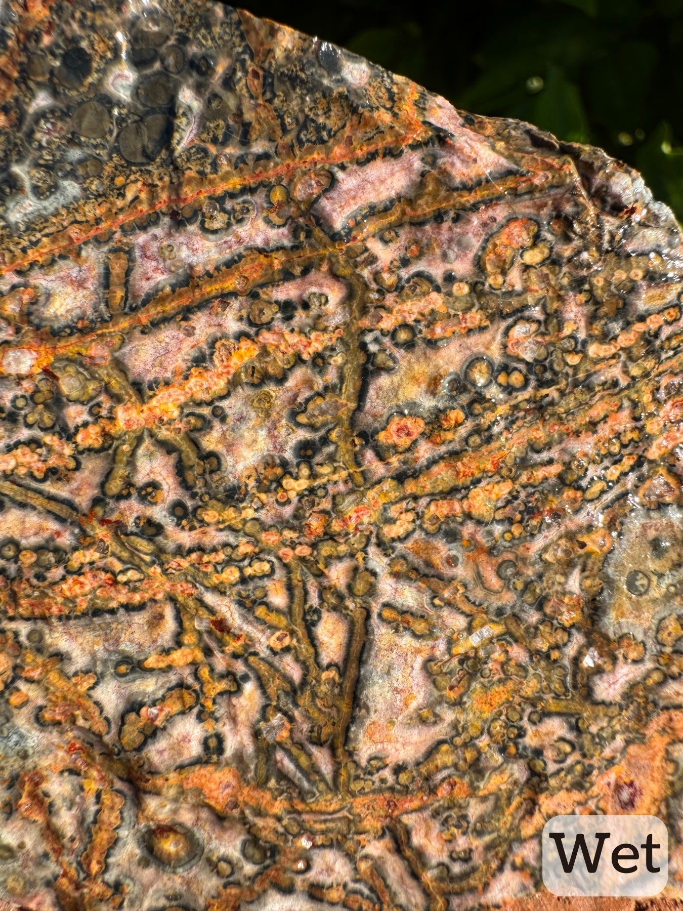 Captioned "wet," a detail of the bold yellow veining pattern with round yellow, mustard, and dark gray spherulites aligned in lines. Some have a yellow or red line down the center, and radial growth comes out from that line forming the vein.