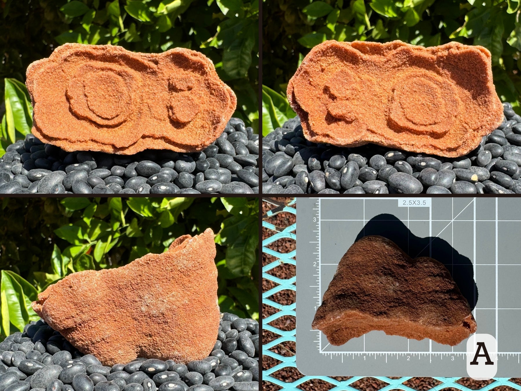 Option A, four views of an irregular pseudo-stromatolite shaped like two cones melded together side-by-side. The piece has good red color. On top instead of the usual concentric rings, this piece has a few raised circles, and the edges curl up. Picture four is the piece measuring about four by two inches on a measuring mat