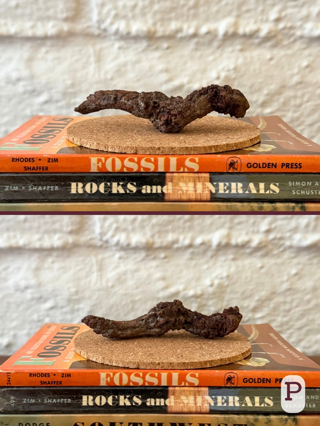 Option P, two views of a long thin dark brown coprolite shaped like a mustache.