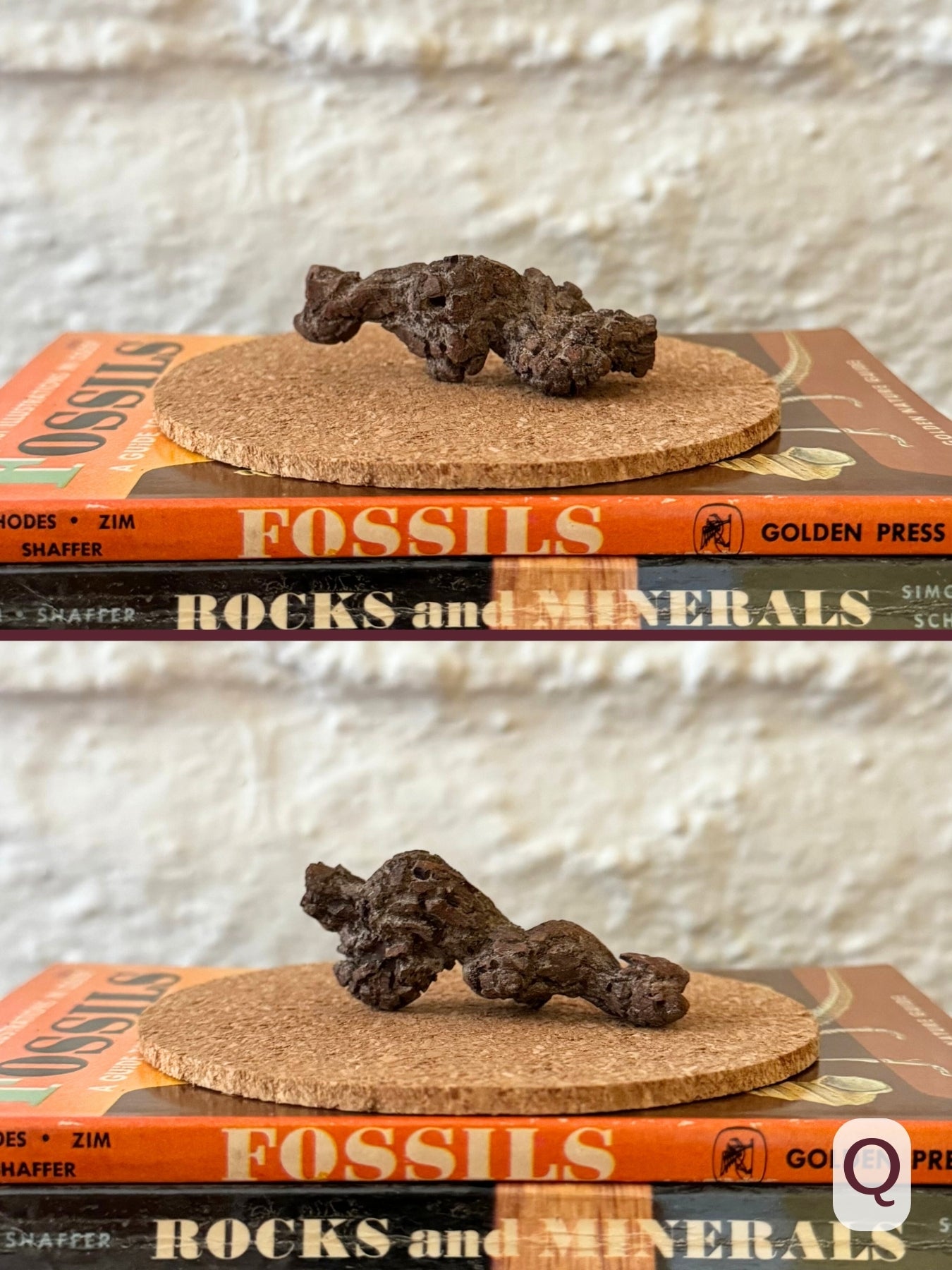 Option Q, two views of a corkscrew-shaped dark brown coprolite