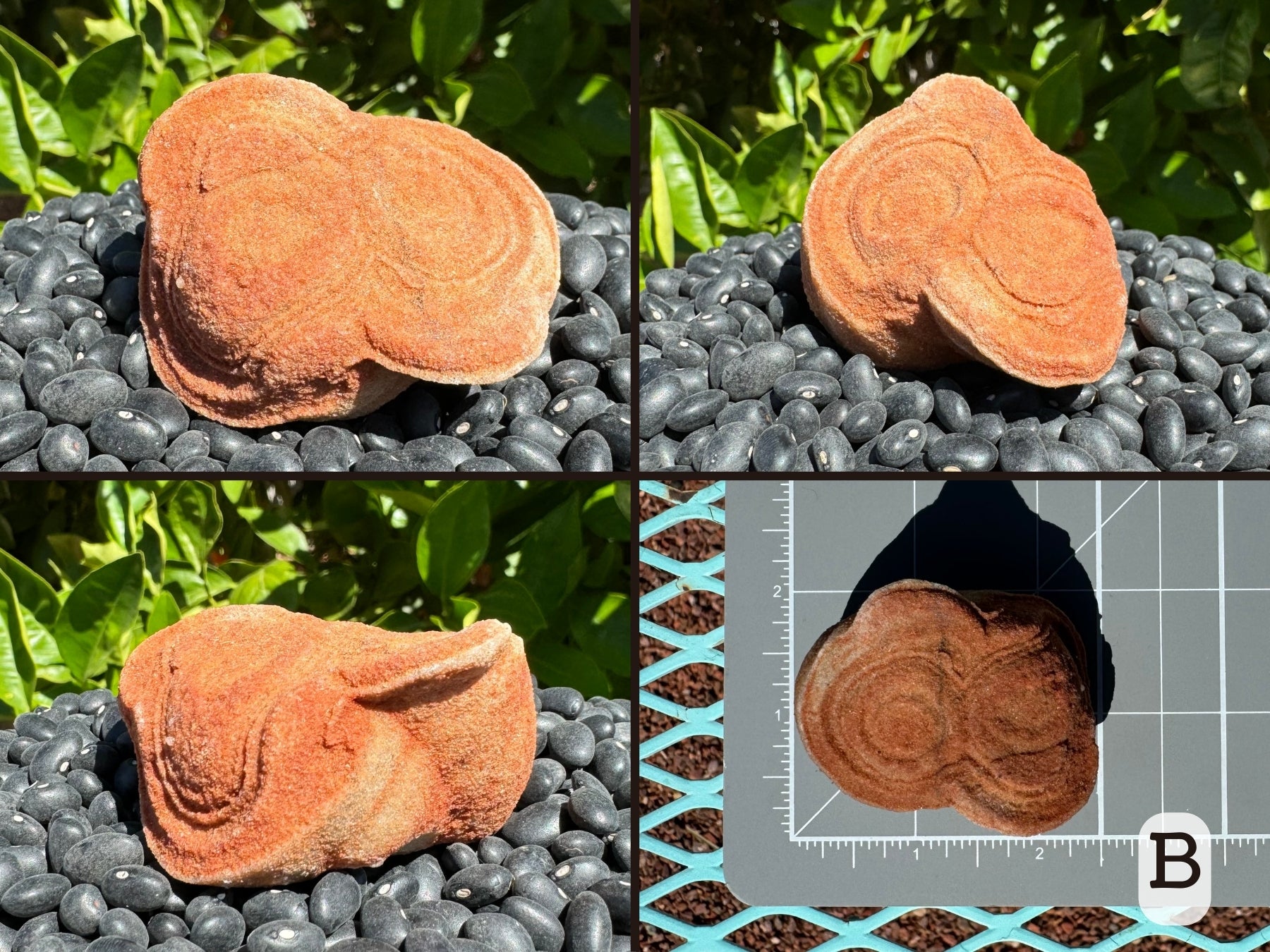 Option B, four views of a red sandstone pseudo-stromatolite with three circular formations melded together. The piece looks like it is melting, with the concentric layering seeming to drip off one side. Picture four is the piece measuring about two and a half by two inches on a measuring mat