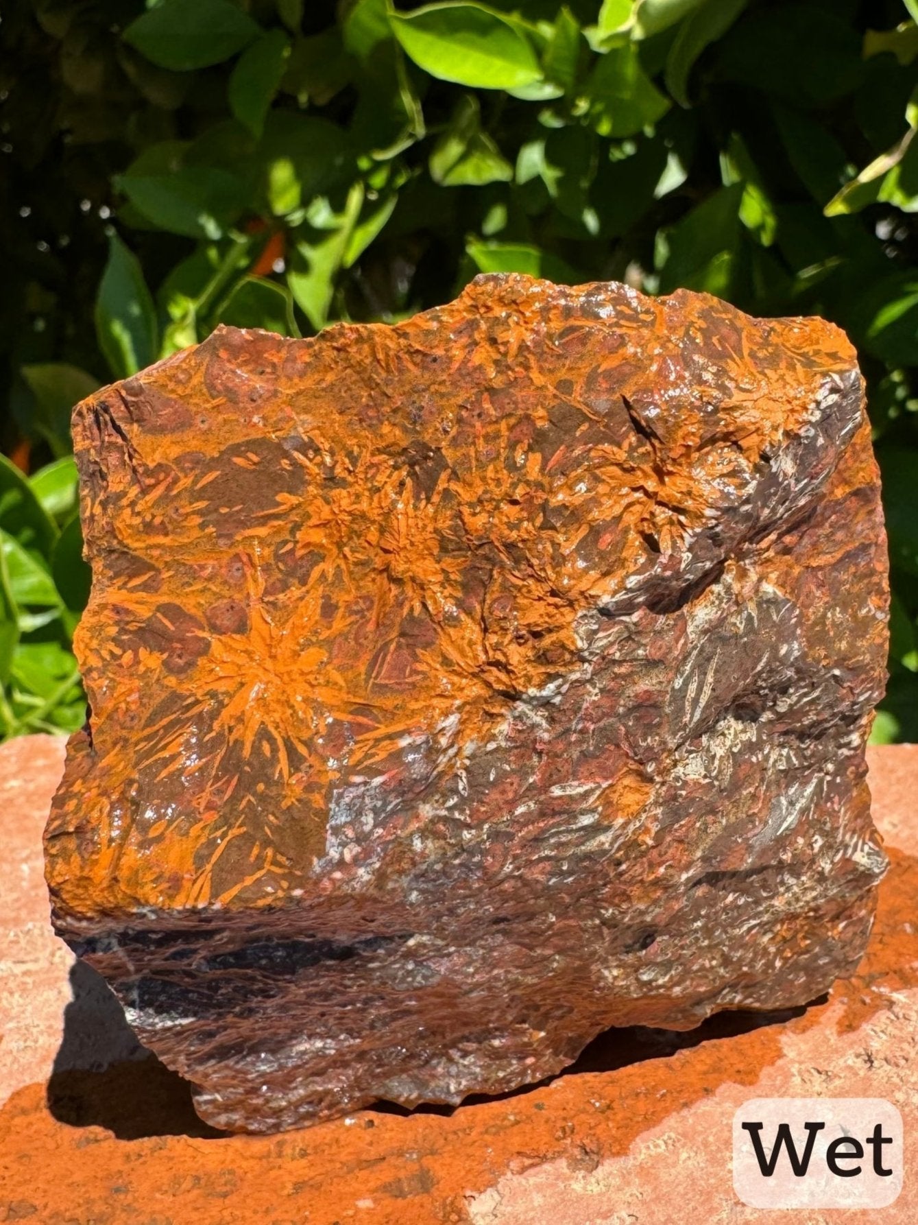 Captioned "wet," a triangular side of the piece while wet with vivd color and pattern. The three-dimensional pattern of the starbursts' radial growth is visible. The other side visible is covered n white mineral.