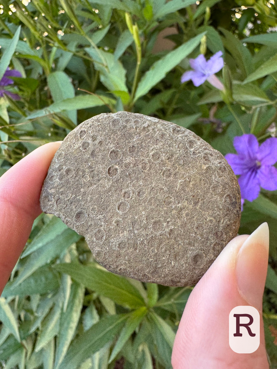 Option R, flat oval rock with a granular texture and light brownish gray color. The surface is covered with a three-dimensional circular pattern. May be a fossil!