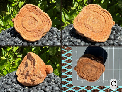 Option C, four views of a lightly red yellow pseudo-stromatolite with slightly cloverleaf-shaped concentric layering. The back is fairly smooth and domed with two spherical protrusions sticking out of opposite sides. Picture four is the piece measuring about two and a half by two inches on a measuring mat