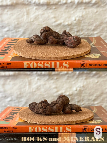 Option S, two views of a bulbous wiggly long coprolite with red-brown color.