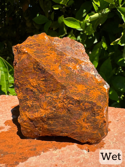 Captioned "wet," the piece while wet, showing a much more vibrant orange color to the pattern. Some white growth is visible toward the back of the piece.