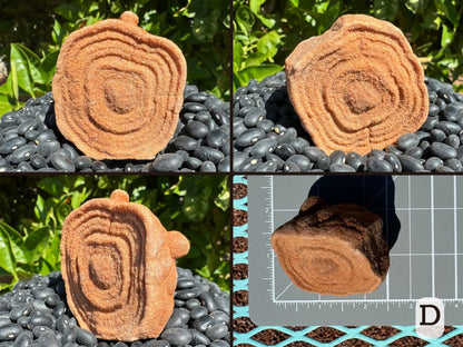 Option D, four views of a light reddish-brown pseudo-stromatolite with well-defined concentric layering. The piece several spherical protrusions attached to the back. Picture four is the piece measuring about two inches on a measuring mat