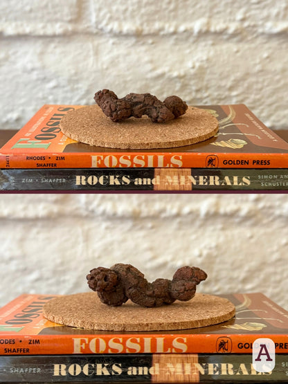 Option A, two views of a well-formed long coprolite with dark red-brown color