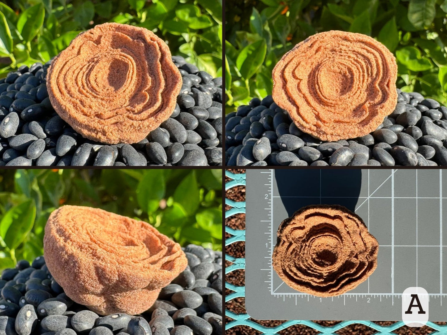 Option A, four views of a round pseudo stromatolite with good concentric layering that becomes rippled on one side. The piece is lightly red-toned and has a bumpy back. Picture four is the piece measuring about two inches on a measuring mat