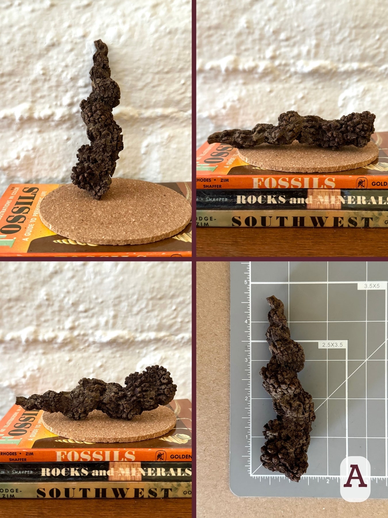 Option A, four views of a dark brown coprolite, long and tapered with slightly spiraled shape. The final image shows the piece on a measuring mat, measuring almost four and a half inches long.