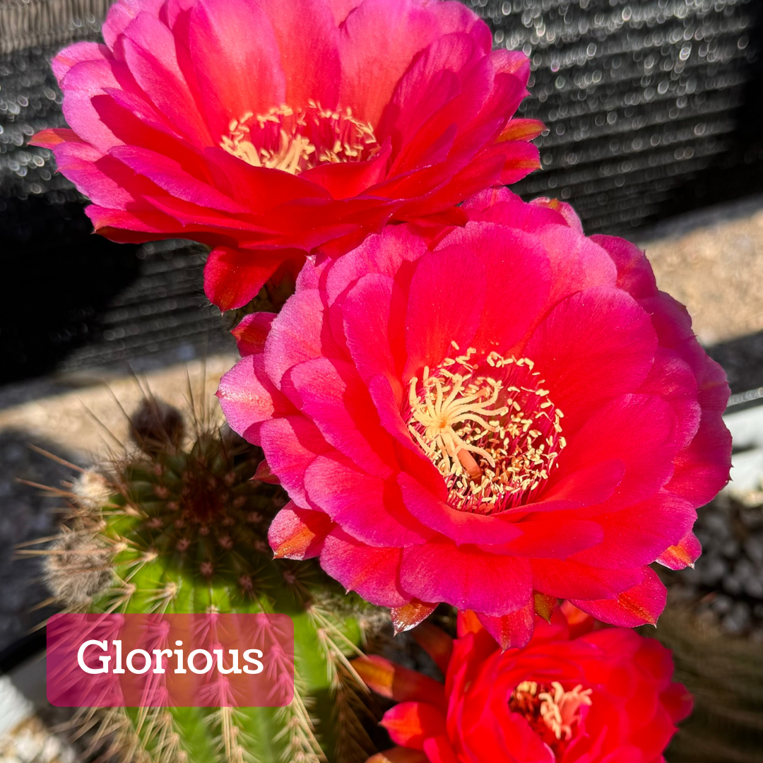 Captioned "Glorious," several large deep hot pink flowers on a cactus. The petals are compact and rounded, with some orange coloration at the center. It has pale yellow anthers and stigma.