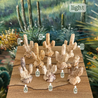 Captioned "light," eight saguaros labeled A through H. A is a light cream color with some darker mottling on the tip and base. B is off-white with a thin red stripe through it. C is a grainy cream with fine brown spots and a vein. D is a light mottled butter color. E is a smooth off-white. F is light cream with light gray-brown splotching. G is a mottled light tan. H is off-white with fine brown spots.