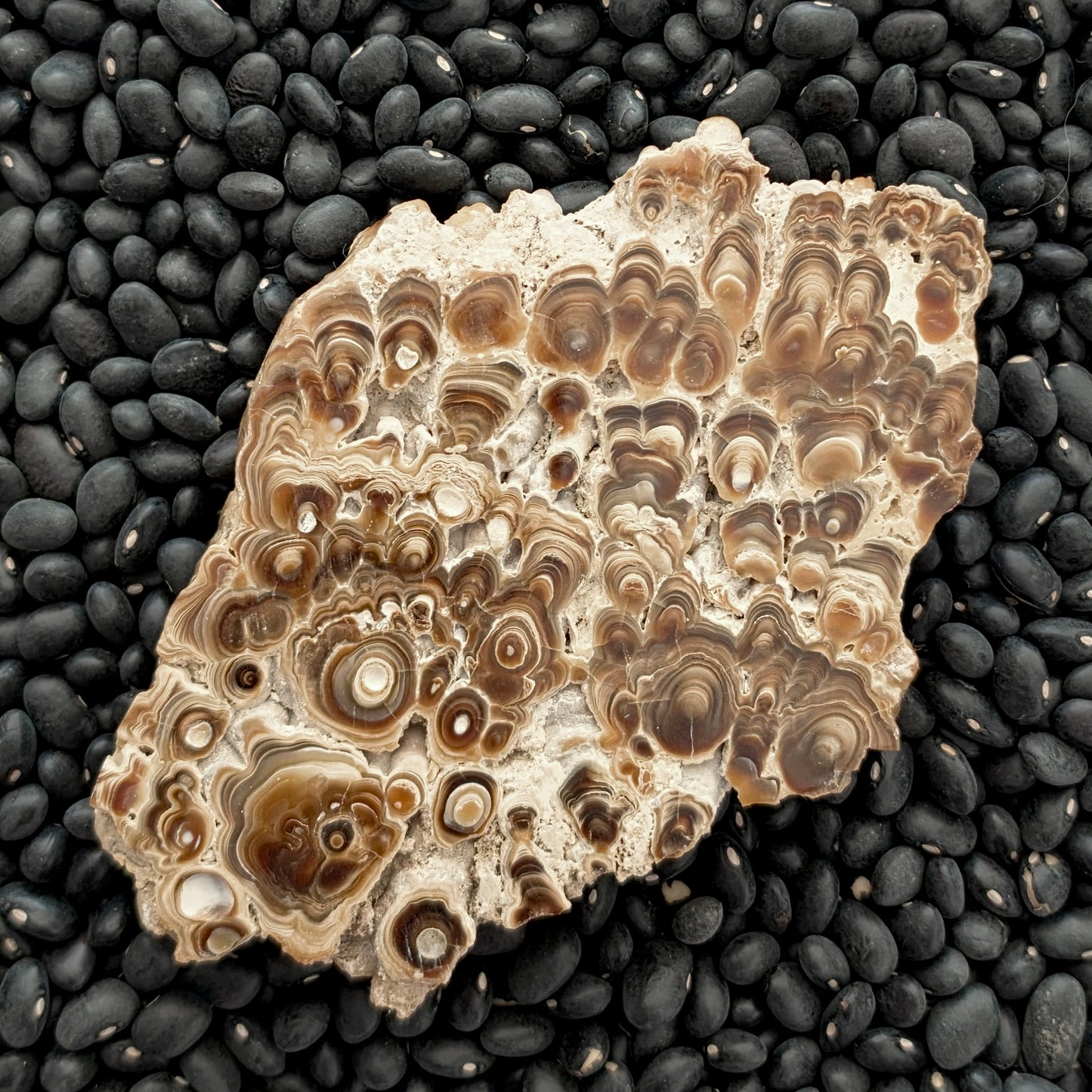 Aragonite cave formation, polished slice (large)