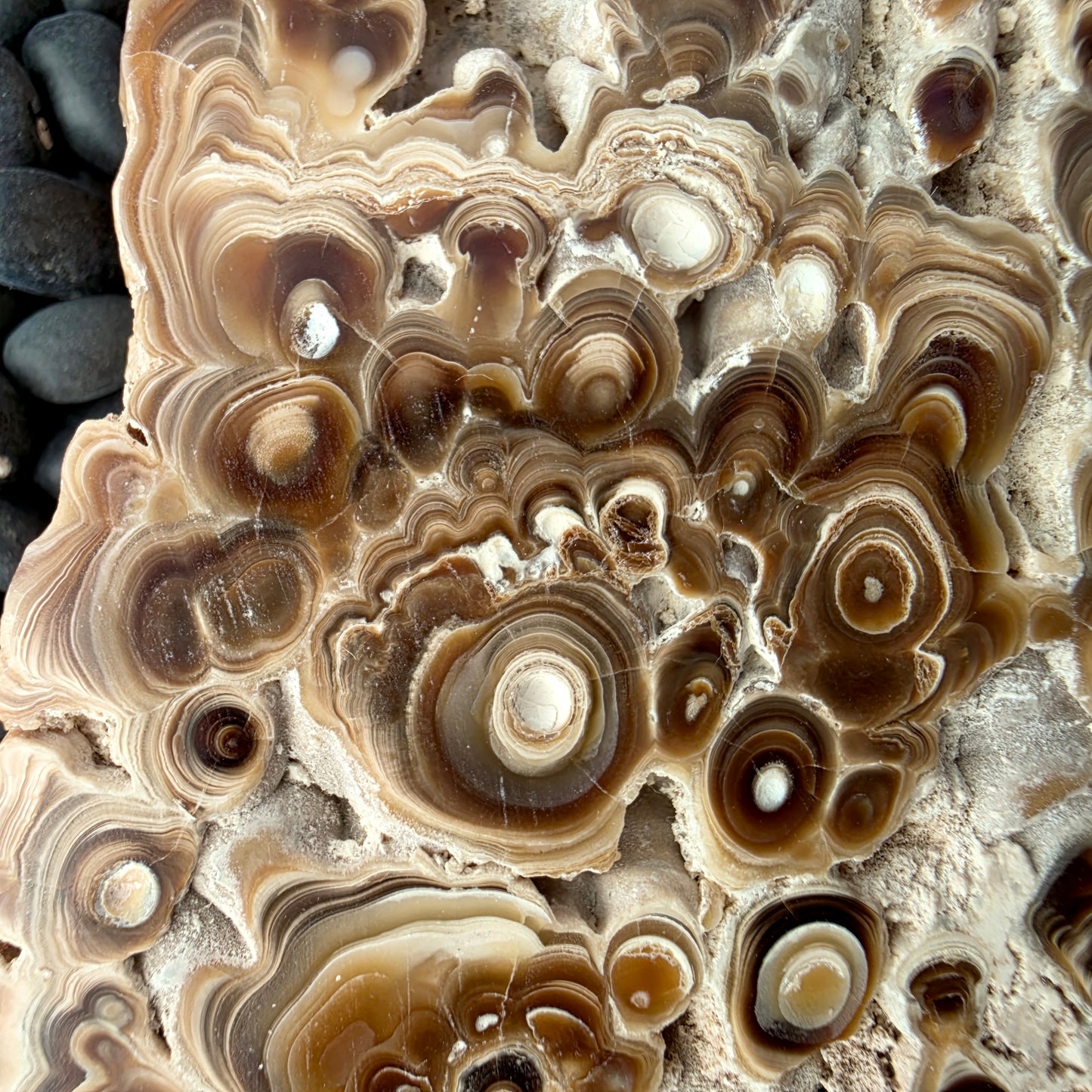 Aragonite cave formation, polished slice (large)