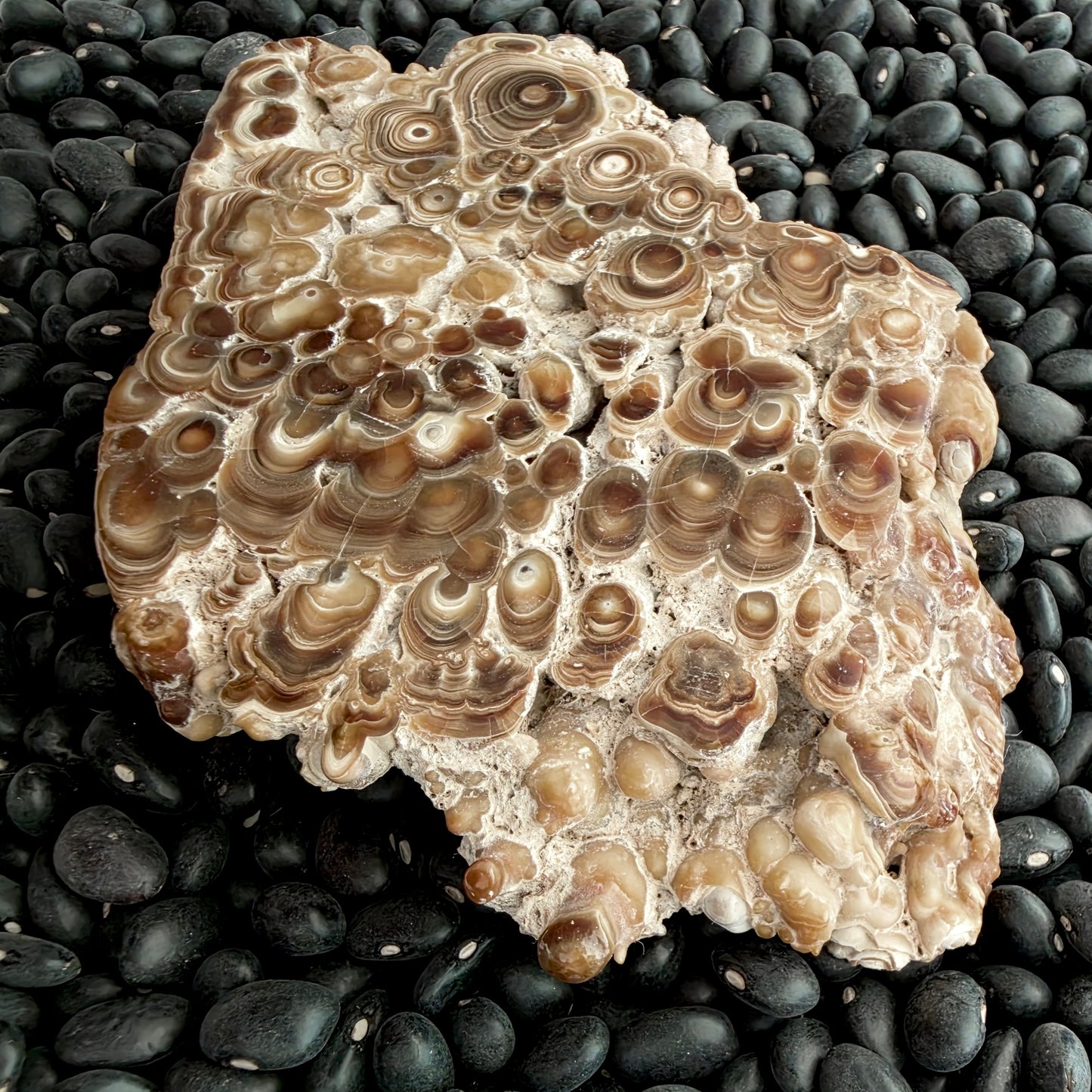Aragonite cave formation, polished slice (large)