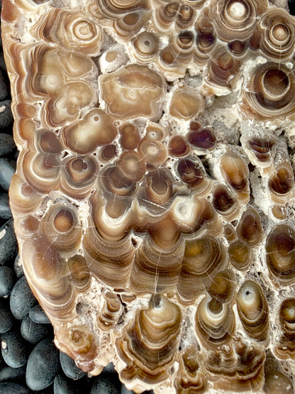 Aragonite cave formation, polished slice (large)