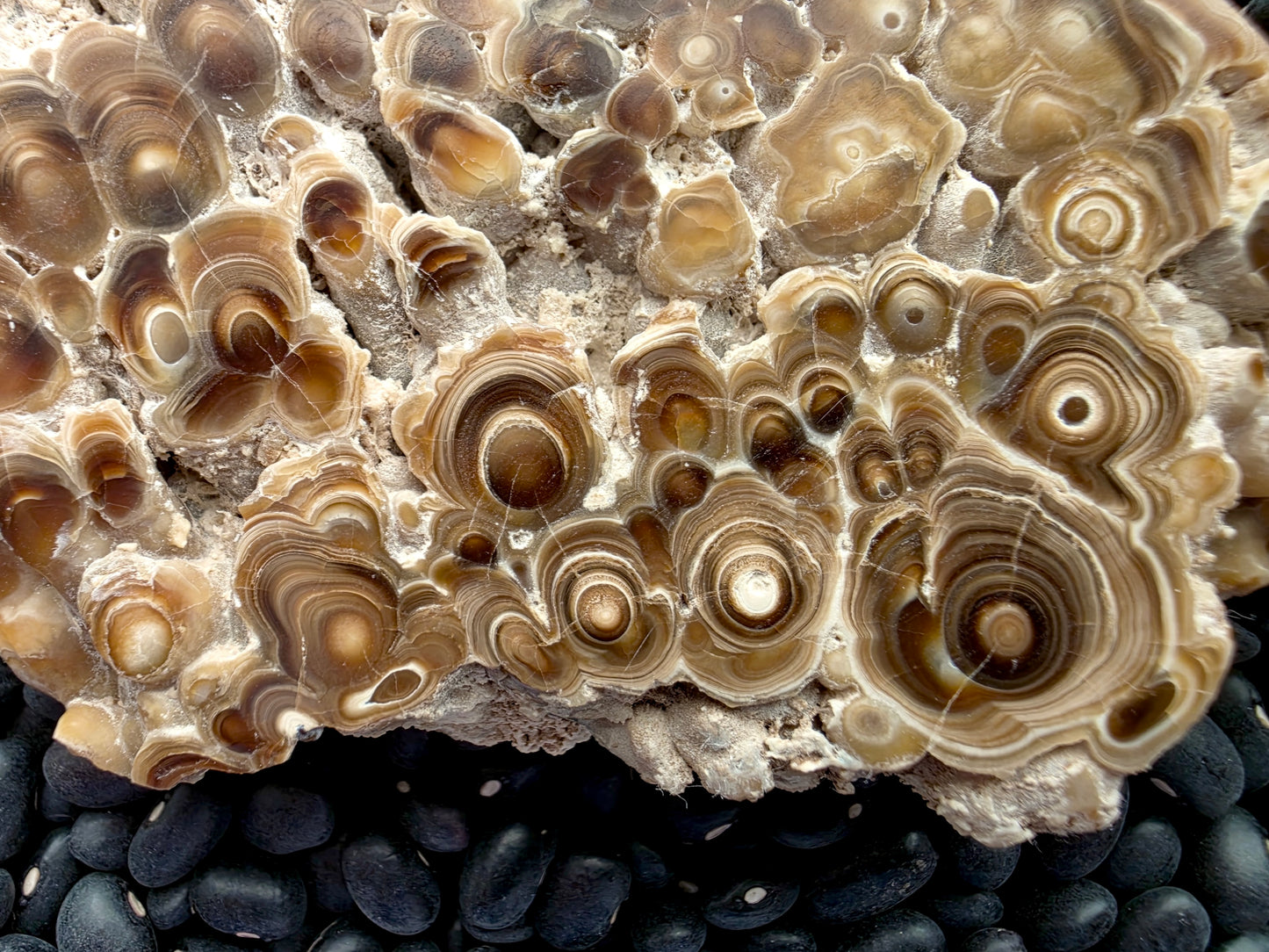 Aragonite cave formation, polished slice (large)