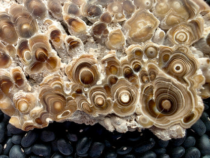 Aragonite cave formation, polished slice (large)