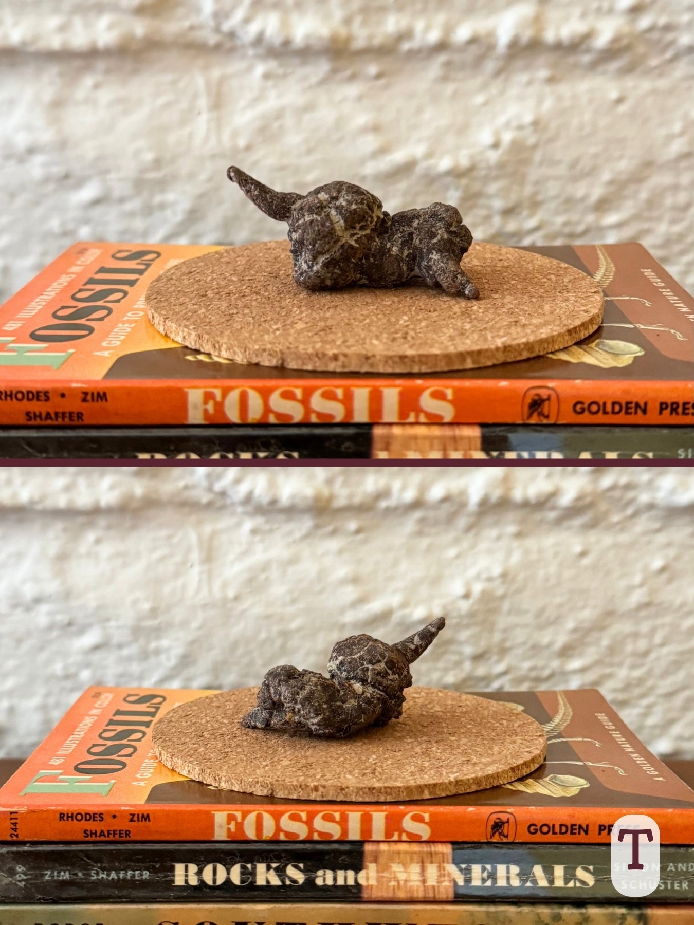 Option T, two views of a squat blobby coprolite that is very dark brown. It has long thin pointed ends coming out each end