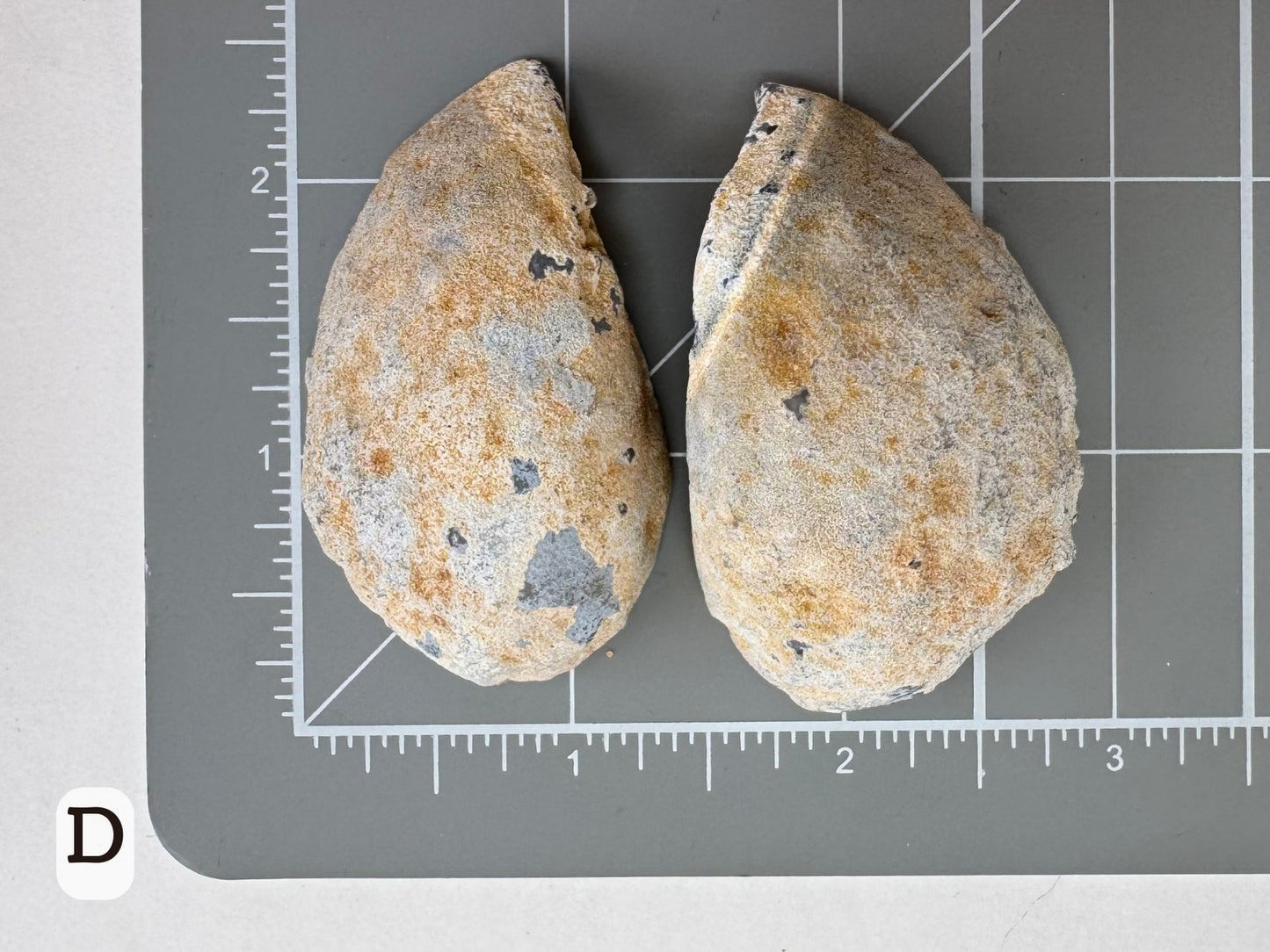 Option D: Scale image of the geode pair face-down on a measuring mat, measuring a bit over two inches in diameter.