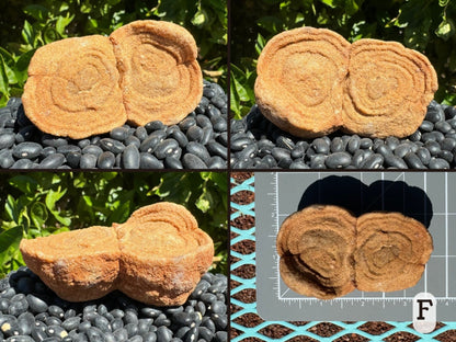 Option F, four views of a pseudo-stromatolite composed of a pair circular formations with concentric layering, like a pair of eyes. The piece is a light yellowish sandstone color. Picture four is the piece measuring about three and a half by two inches on a measuring mat