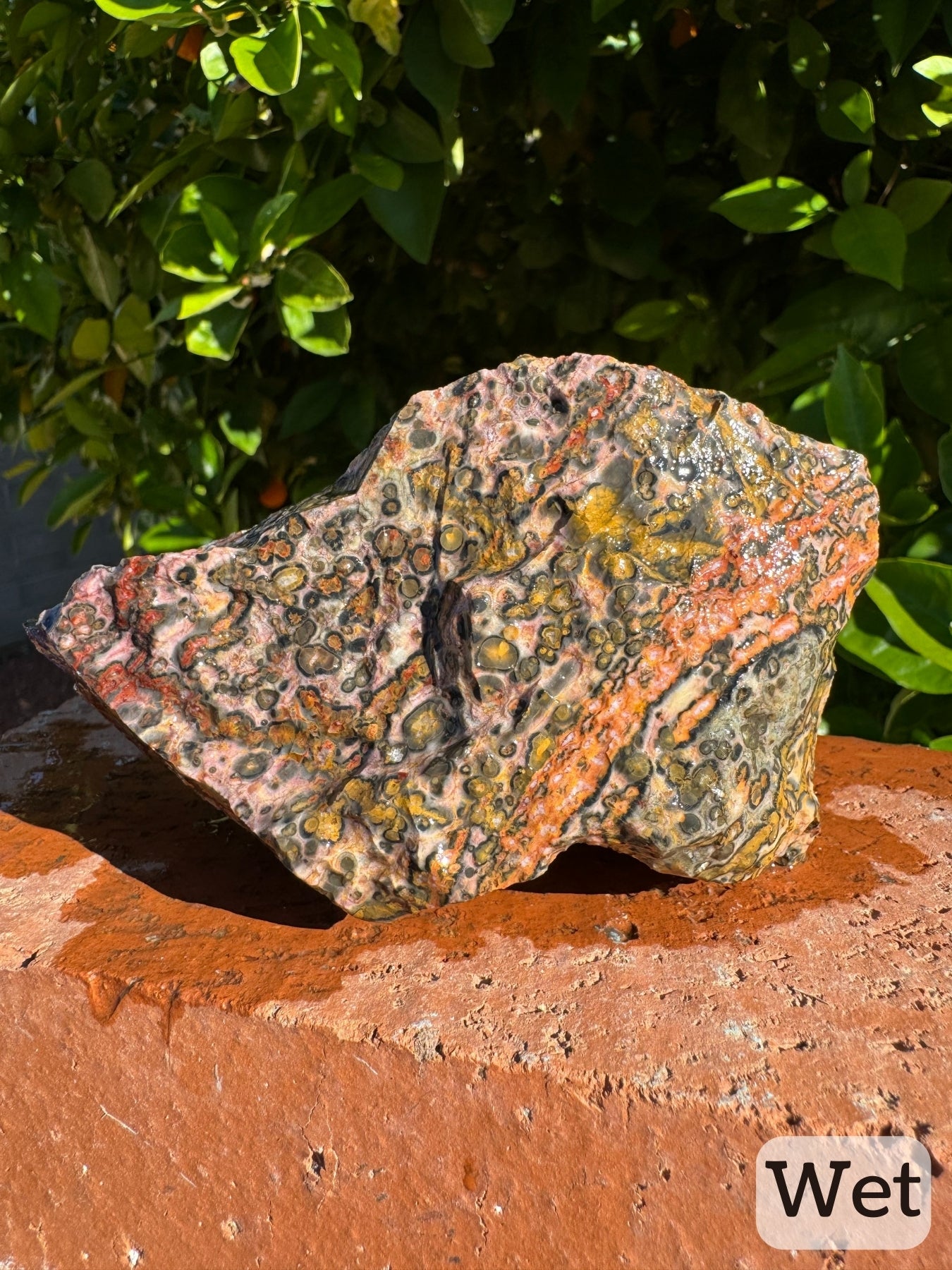 Captioned "wet," another side of the piece while wet. It has golden yellow orbicular pattern bordered with orange and red veining. The lines are composed of spherulites, with a light orange color in the center and deeper orange in the outer rings. On the left side large dark spherulites and more irregular, large, and elongated