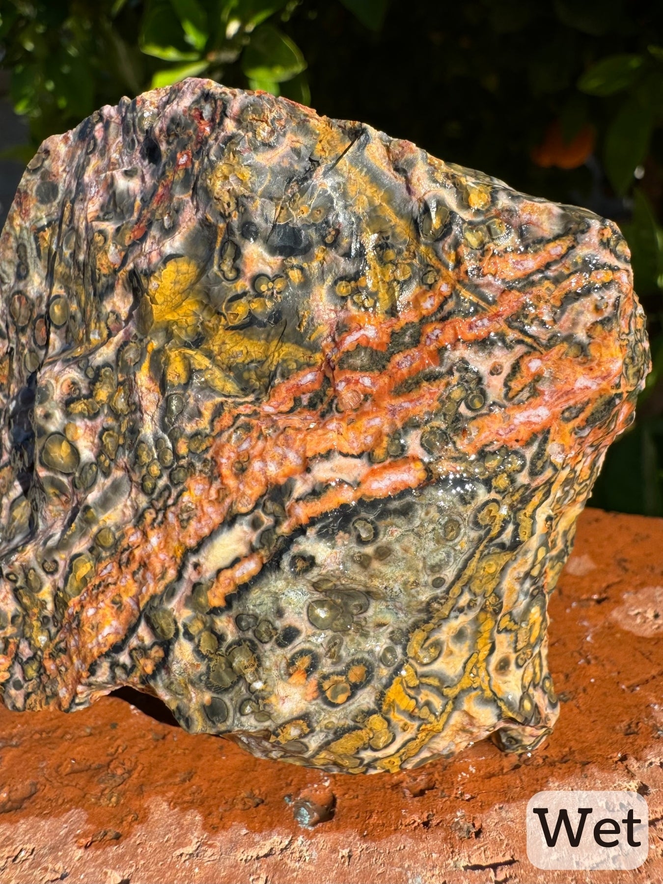 Captioned "wet," a detail view of the orange veining while wet. The lines are composed of spherulites with white spots at the center and deepening colors of orange radiating out. The overall effect is like peach or orange creamsicle color, contraster with the surrounding yellow and gray patterning.