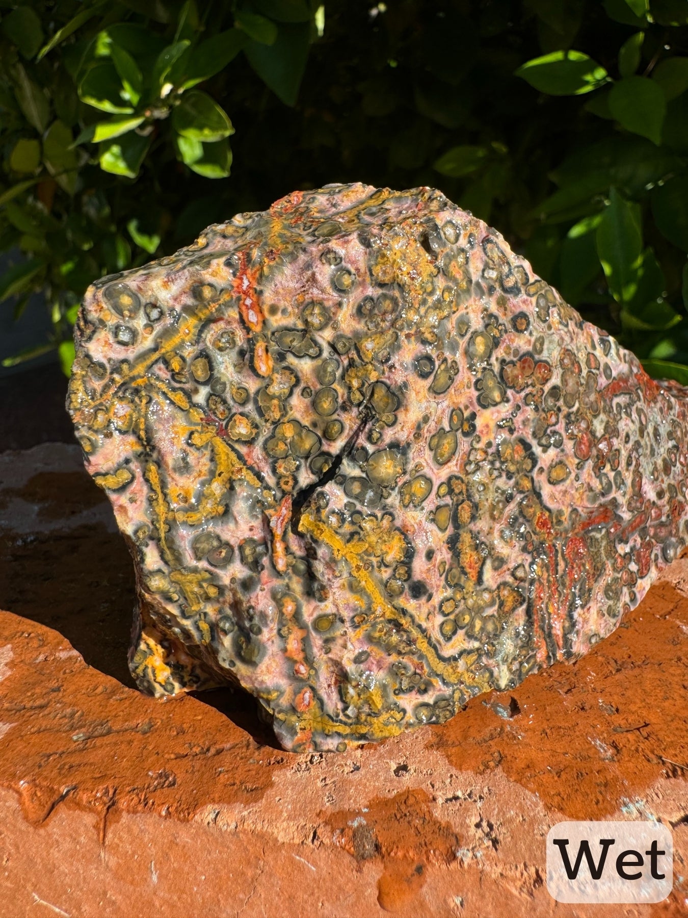 Captioned "wet," the end of the piece while wet. It shows a closer view of the yellow veining from the previous image, with visibly composed of orbicular growth forms. Good color balance with a red vein through it.