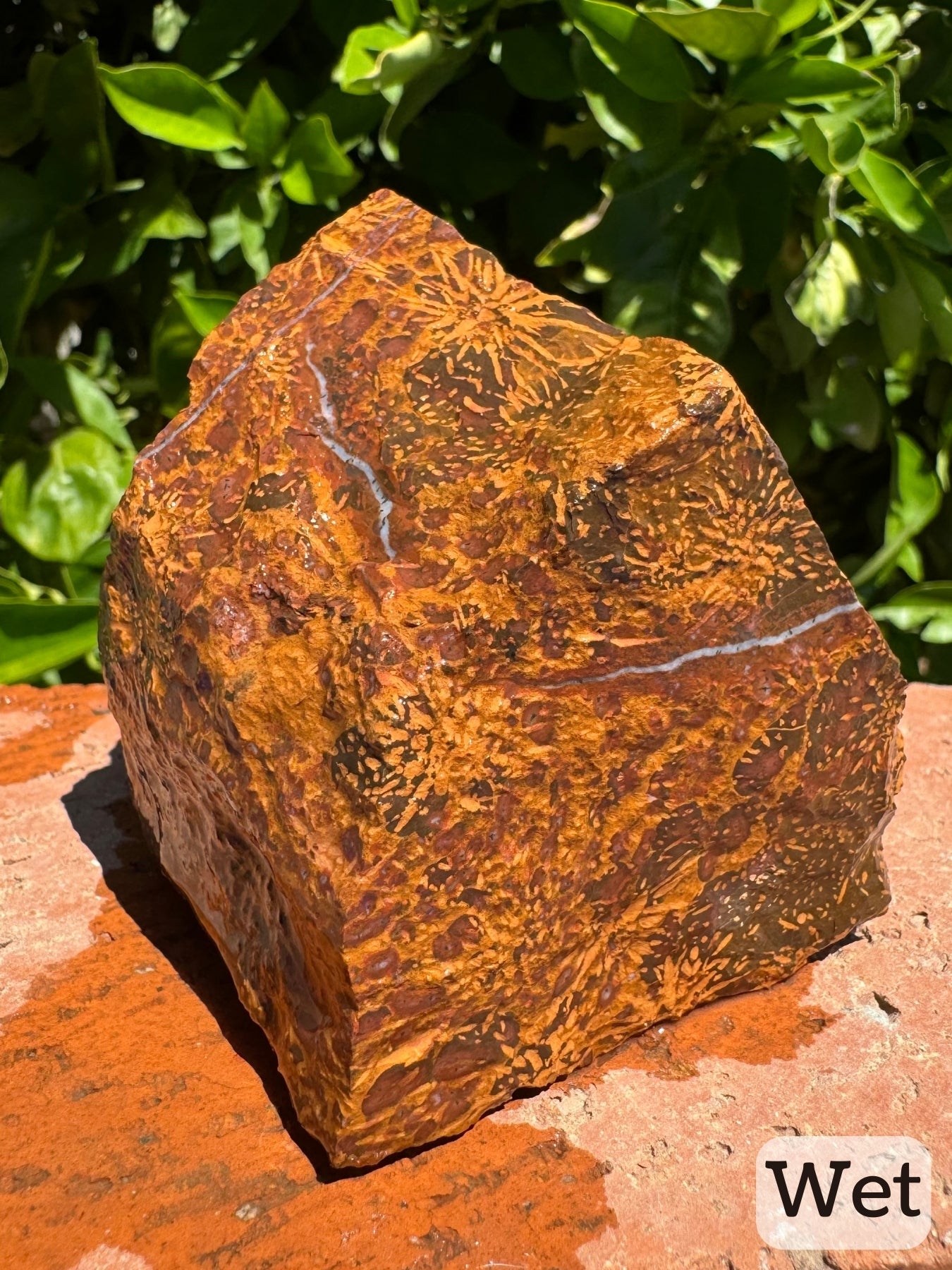 Captioned "wet," the piece wet, showing brighter colors of golden tan starbursts and red-brown spotting. The white quartz vein encircling the top stands out more.