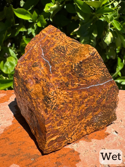 Captioned "wet," the piece wet, showing brighter colors of golden tan starbursts and red-brown spotting. The white quartz vein encircling the top stands out more.